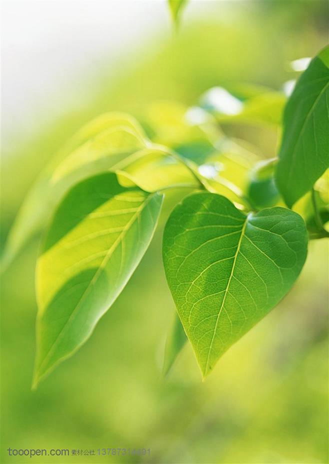 树木树叶-树枝上的心形树叶特写摄影背景桌...