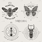 昆虫标签及徽章