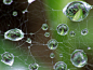 Water droplets macro spider webs wallpaper | 1600x1200 | 61951 | WallpaperUP