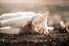 搞笑的表情包照片，一只猫一边打哈欠一边伸展身体