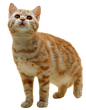 cat_PNG100.png (1993×2557)
