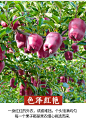 甘肃天水花牛苹果10斤包邮水果新鲜刮泥应季婴儿当季粉面红蛇果-淘宝网