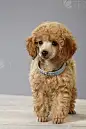 Dog Cute miniature poodle puppy