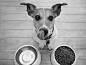 PureLUXE Pet Food | Pure & Natural Nutrition For Dogs & Cats : PureLUXE produces high-quality pet food with luxurious results to give your pet sustainable energy, immune support, healthy skin and a beautiful coat.