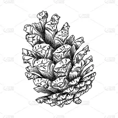 手绘松果。松果绘画。装饰贺卡或节日背景。高度详细的经典，水墨艺术雕刻风格，云杉。黑白写实插图。