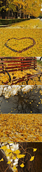 【北京最美的初雪银杏】深秋与初冬的结合，就如黄叶与白雪的结合，银杏叶在冰雪中瑟瑟落下。北京有太多可以看银杏的地方，钓鱼台、三里屯、地坛、潭柘寺、八大处……而这里是，清华园。