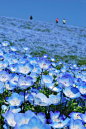 #摄影# #鲜花# 
蓝色粉蝶花