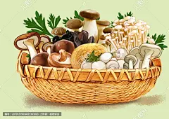 山珍插画分层