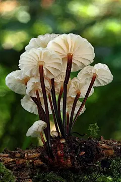 {大自然}实拍植被01（菌类，果实）