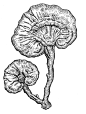 灵芝插画的搜索结果_百度图片搜索