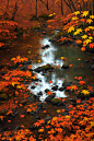 01366-4208628363-maple leaf,scenery,gold color theme,afternoon,autumn,