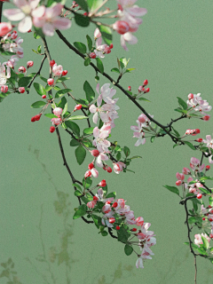 吃桃桃桃桃采集到花纹