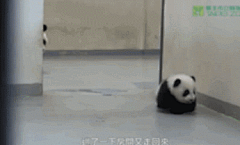 ixpanda采集到熊猫panda