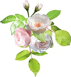 手绘花卉  - 源文件下载【酷图网】花卉花语,清新植物,清新花卉,森系小清新,水彩花边,花朵花语,水彩花卉,手绘花卉,森系花纹,淡彩花枝,树枝,花卉花草,浪漫温馨,婚礼手绘,婚宴花卉,清新简约,花艺插花,鲜花,婚礼花卉,结婚花卉,园艺,园林艺术,结婚请帖,婚礼邀请函,温馨幸福,浪漫唯美,婚宴请柬,文艺风