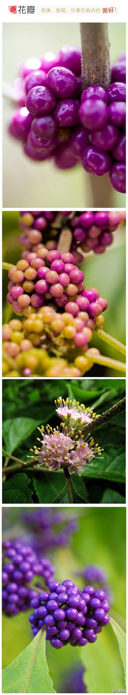 #花瓣花语录#紫珠,马鞭草科紫珠属落叶灌...