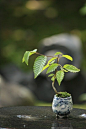 wasbella102:

Mame bonsai 豆盆栽
