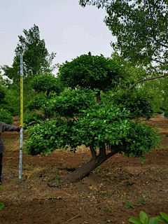 Samuel-Baili采集到Z-植物