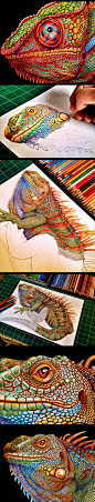 The Most Detailed Drawing Of A Chameleon: 