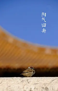 【中国传统节日：春龙节】阳气回升，草木萌青，春耕将始。敬龙祈雨，插香熏虫。深井汲水，剃头讨彩。食龙须面，爆玉米花。 