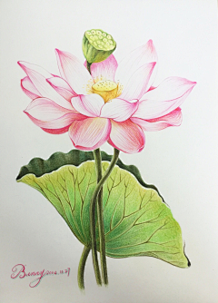 猫小乖620采集到花花草草素材