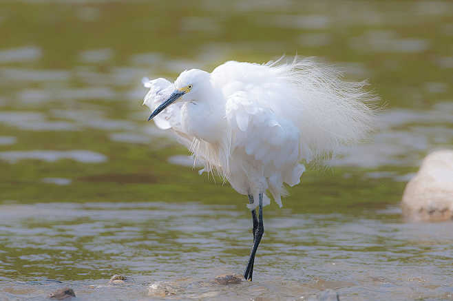 Egretta garzetta (쇠백...