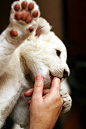 White Lion Cub by (lorenteige)
