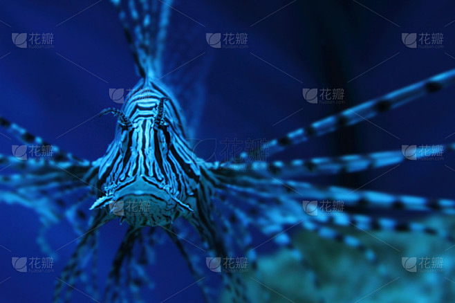 蓑鲉,鲉,深海龙鱼,宠物,条纹,高雅,肖像,图像,海洋,狮子