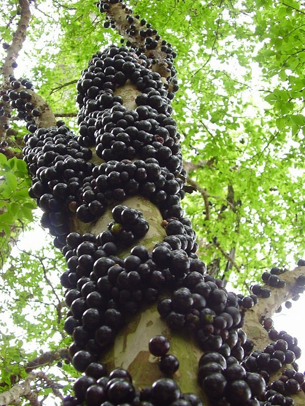 贾布提卡巴（jabuticaba），又名...