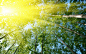 General 1920x1200 forest nature worm's eye view sunlight trees