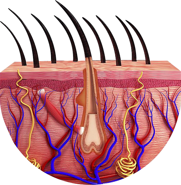 毛囊
