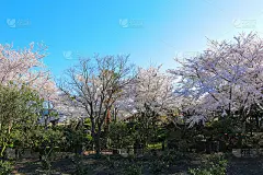 樱花、牧场、田野、樱花树、李子、油菜花、村庄、