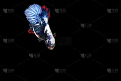 暹罗斗鱼,美,艺术,水平画幅,动物身体部位,泰国,人的眼睛,水族馆,鱼类,自然