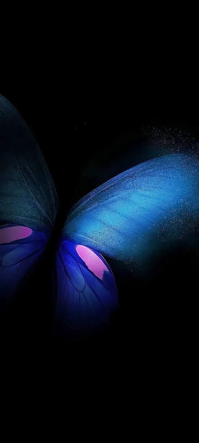 《壁纸·动物》