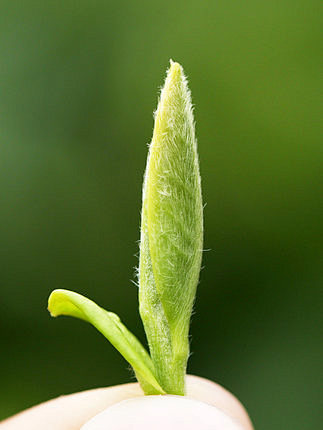 馥益堂白毫银针首日芽茶饼福鼎白茶2019...