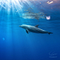 Photograph Dolphin in sunrays by Vitaliy Sokol on 500px