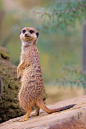 Meerkat by ~scoiattolissimo