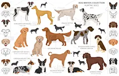 分离着色,猎犬,白色,可爱的,纯种犬,梗犬,运动,匈牙利,法国,收集