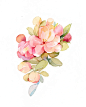 宝藏插画师推荐74|水彩手绘植物花卉 - 小红书
