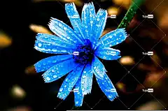 花 花壁纸 自然 蓝色的 植物 花卉背景 美丽的花朵 户外的