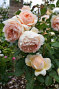 English Rose 'Jude the Obscure'. Huge flowers, fantastic scent.: 