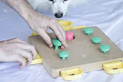 狗玩智力游戏。狗的训练游戏。
