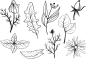 树叶花草矢量元素