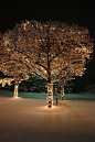夜景中最美的荧光树