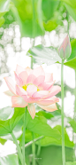 清风鉴水，菡萏盈盈 ​​​-cr:大圣不空
