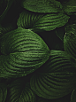 leaves-8105722