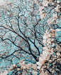 Pinkish, white, spring and twig HD photo by Meriç Dağlı (@meric) on Unsplash : Download this photo in Japan by Meriç Dağlı (@meric)