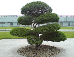 L丶狐狸采集到植物选型