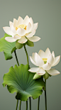 荷花莲花形象画布
