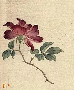 画菊专家的菊花与他的百花图集，艳绝！（130幅）