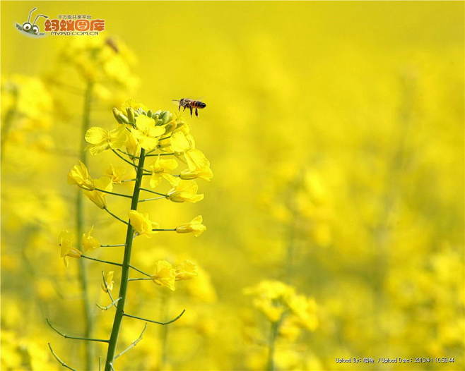 蜜蜂图片素材